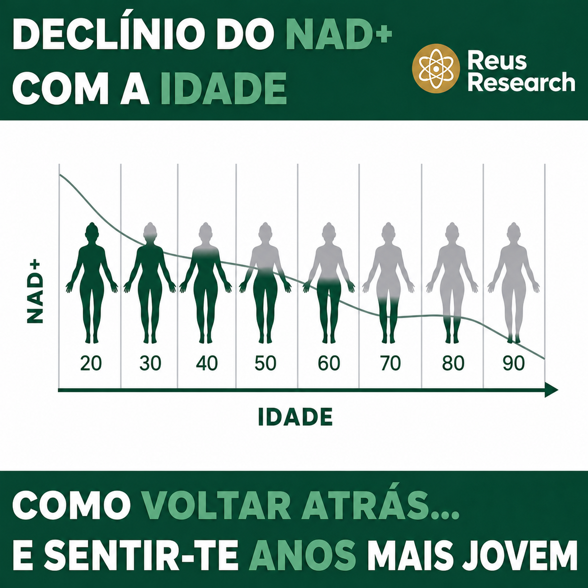Declínio do NAD+ com a idade — Reus Research
